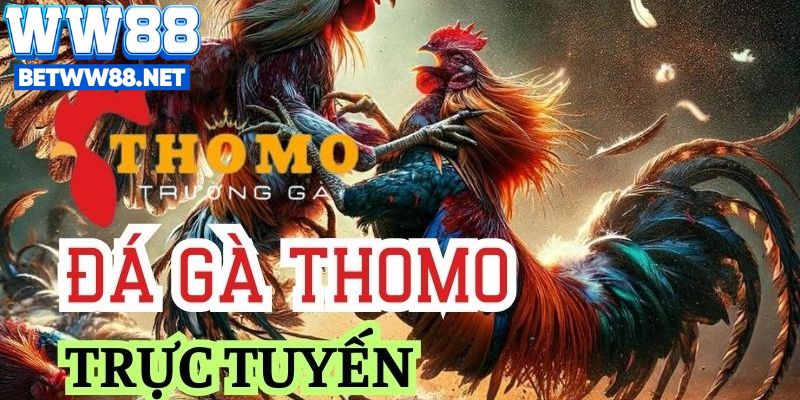xem đá gà Thomo online trở nên tiện lợi và phổ biến hơn bao giờ hết