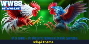 Đá Gà Thomo – Tất Tần Tật Về Trường Gà Lớn Nhất Campuchia.