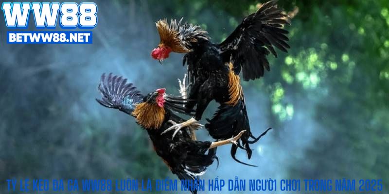 Tỷ lệ kèo đá gà WW88 luôn là điểm nhấn hấp dẫn người chơi trong năm 2025
