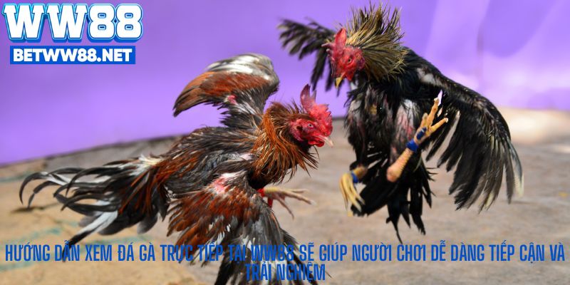 Hướng dẫn xem đá gà trực tiếp tại WW88 sẽ giúp người chơi dễ dàng tiếp cận và trải nghiệm