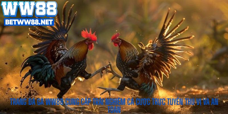 Trang đá gà WW88 cung cấp trải nghiệm cá cược trực tuyến thú vị và an toàn